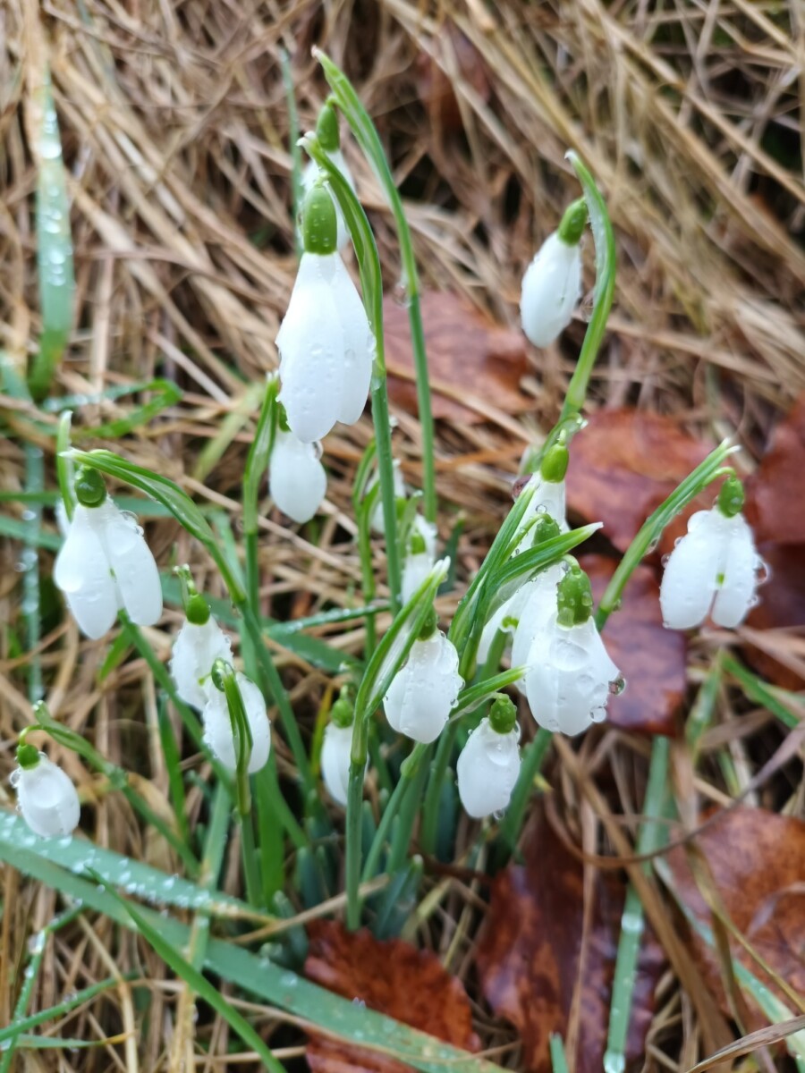 snowdrops