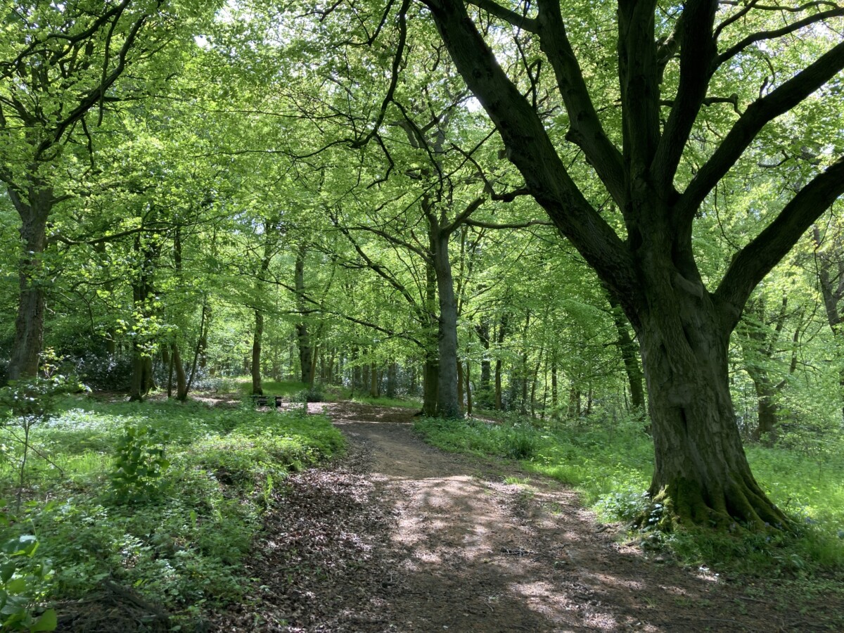 Trees