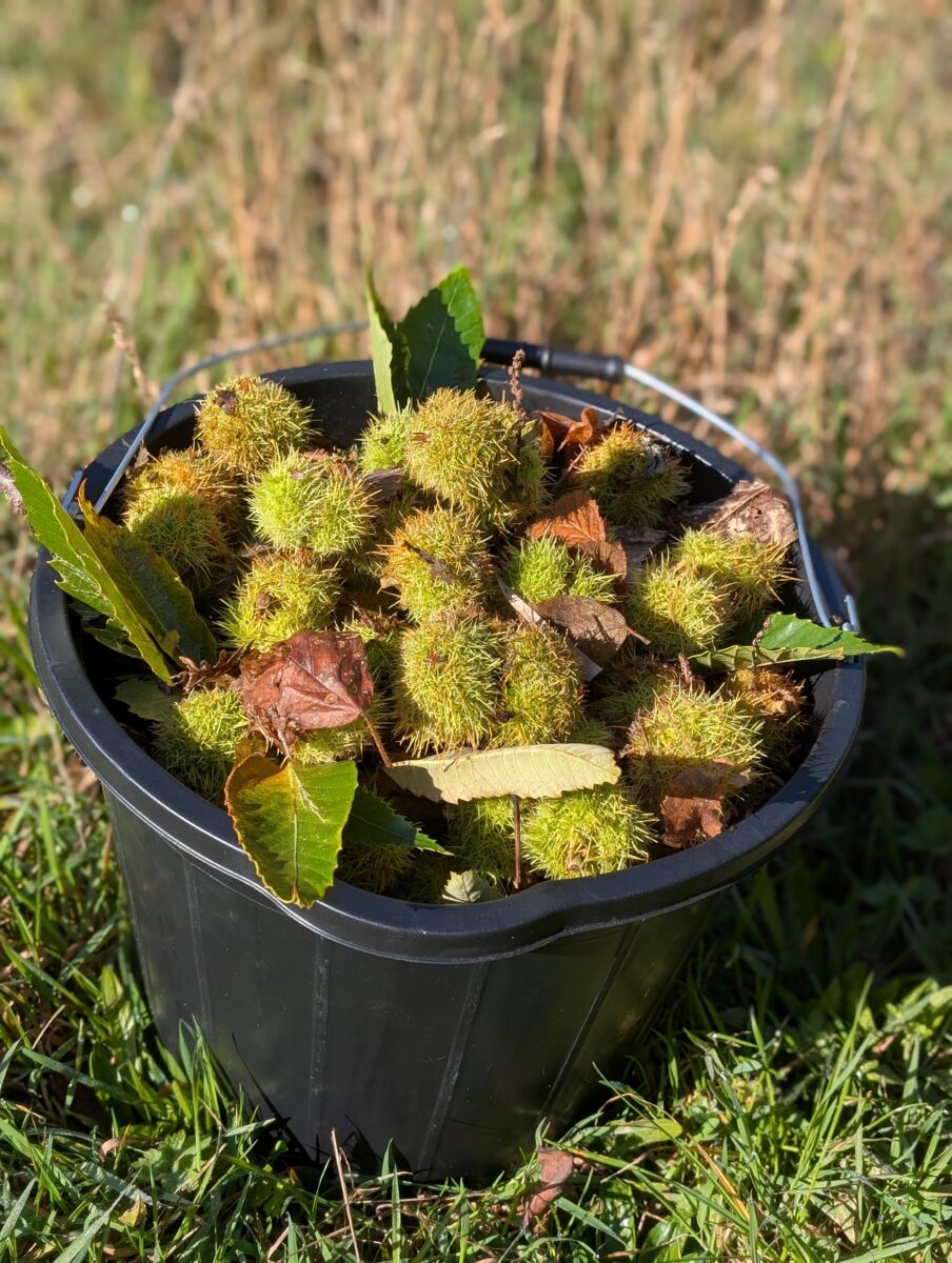 Conkers