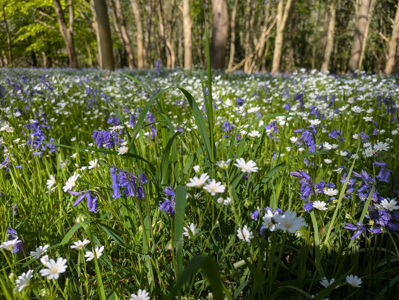 Woodland magic