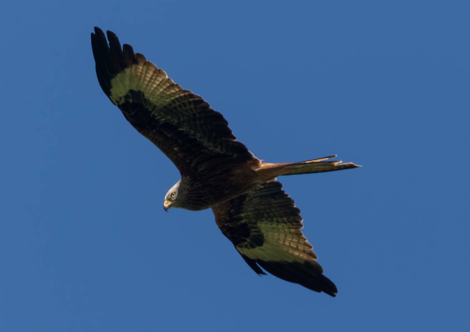 Kite